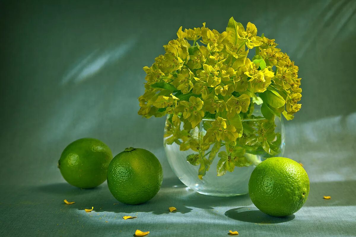 зеленый август. зелёный август. полянка в лесу. родные просторы пушгоры панорама. зеленый август.