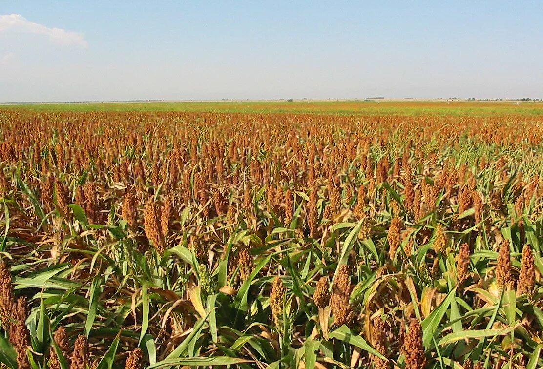 Сорго суданская трава. Кукуруза суданка. Суданська трава (Sorghum sudanense). Сорго засухоустойчивость. Урожайность кормовой