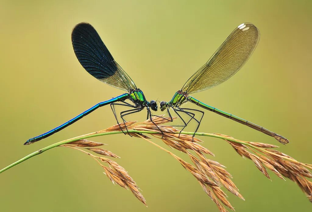 Стрекоза Calopteryx splendens. Красотка блестящая (Calopteryx splendens). Стрекоза блестящая красотка Calopteryx splendens. Стрекоза Calopteryx Virgo.