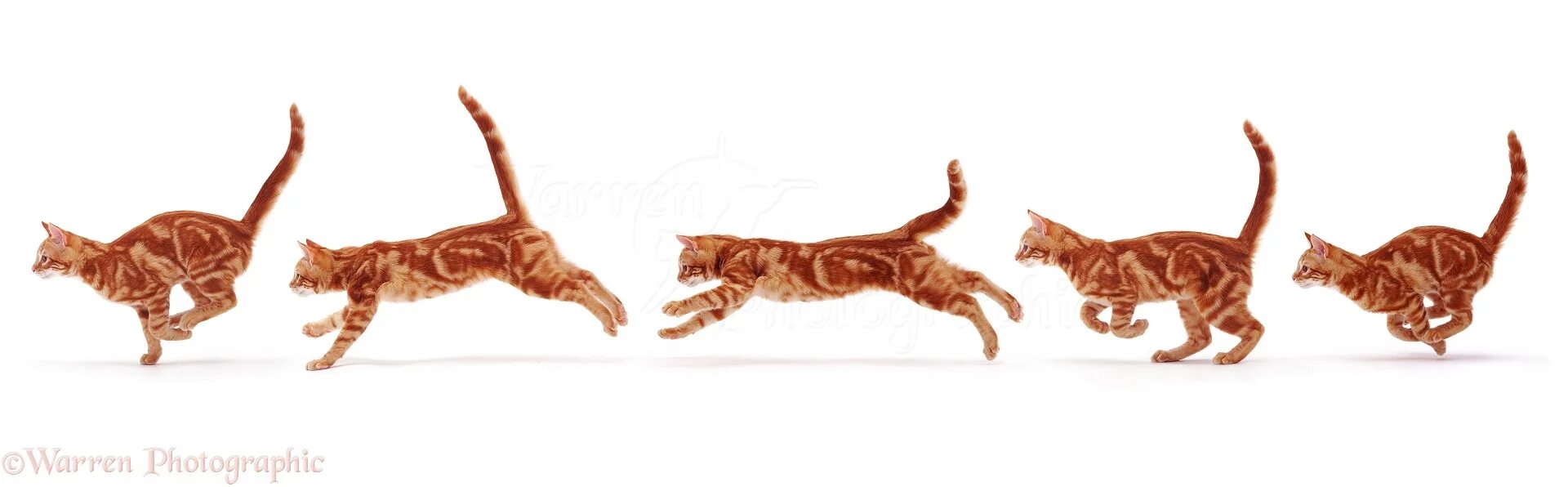 Движение первых кот. Кошка в движении. Кот бежит. Кошка бегает. Рыжий кот бежит.