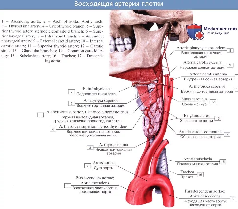 Щитовидный латынь. Щитовидная железа кровоснабжение и иннервация. Щитовидный хрящ вид спереди и сзади. Ветви нижней щитовидной артерии. Схема строения щитовидной железы.
