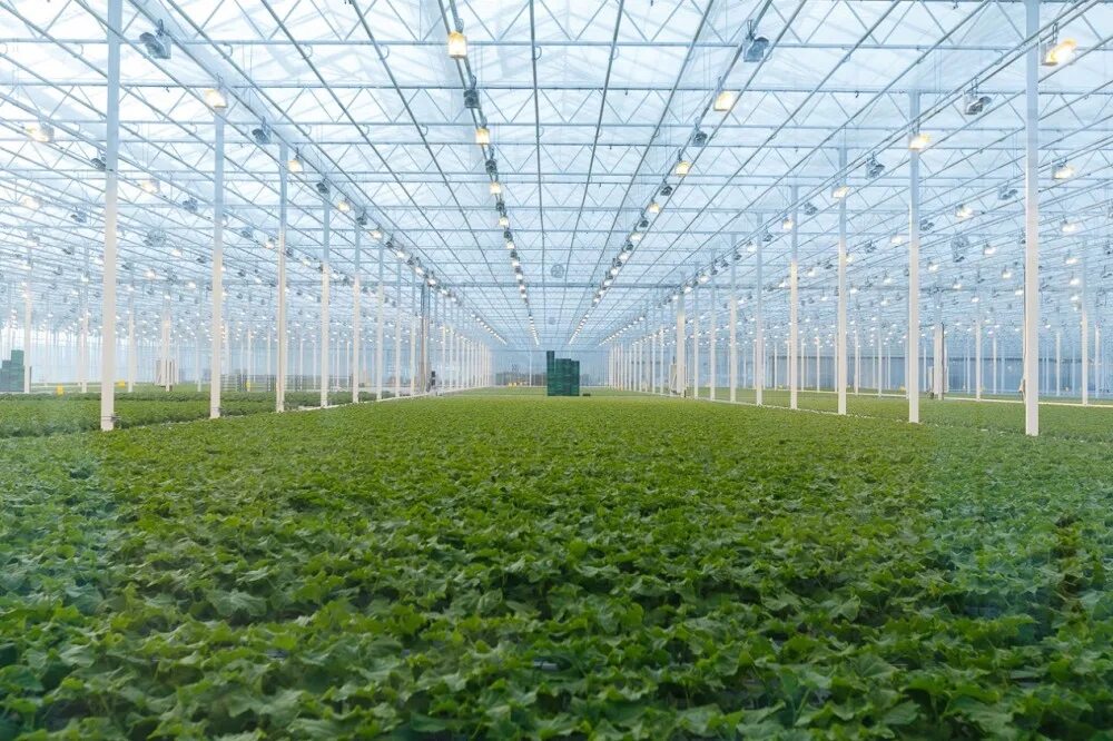 Калужская область теплицы агрокомплекс людиново. Агро тепличный комплекс. Агро тепличный комплекс. Тепличный комплекс новочебоксарский. Турово тепличный комплекс.