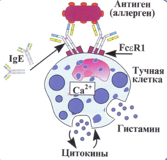 Тучные клетки аллергическая реакция. Механизм аллергической реакции гистамин. Иммуноглобулин е на тучных клетках. Механизм развития аллергической реакции биохимия.