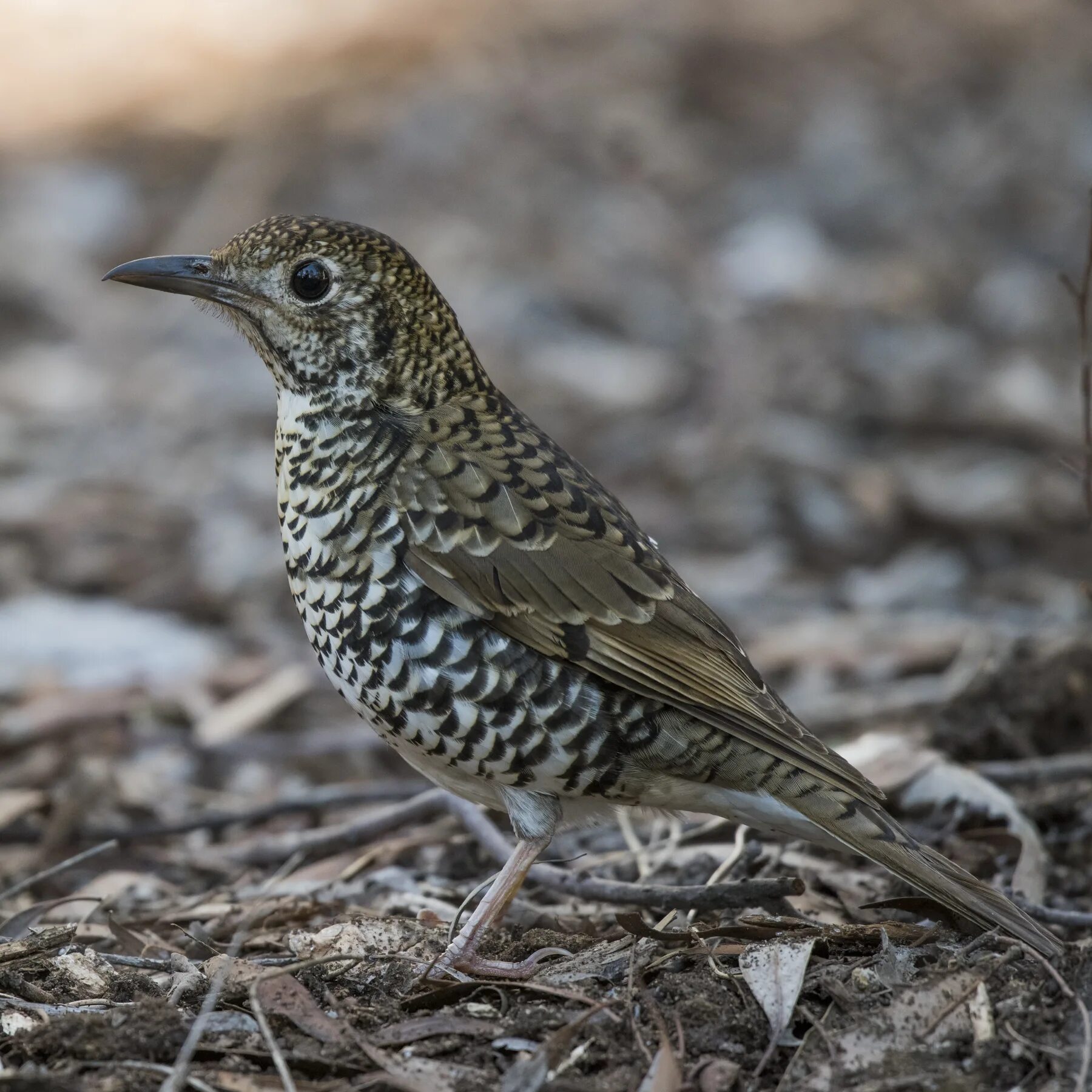 Дрозд фото википедия. Дрозд - Thrush. Серый певчий Дрозд. Певчий Дрозд самка. Птицы Насекомоядные Дрозд.