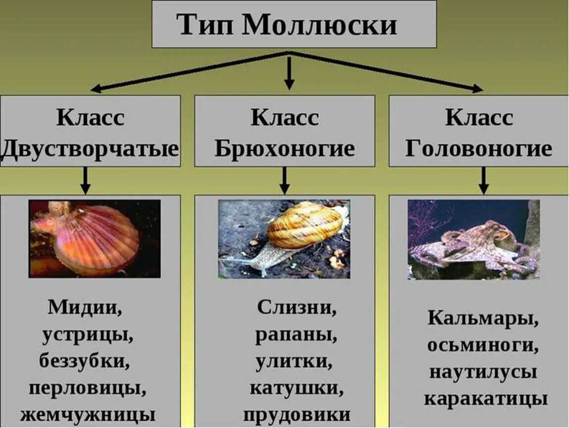 Класс моллюски примеры