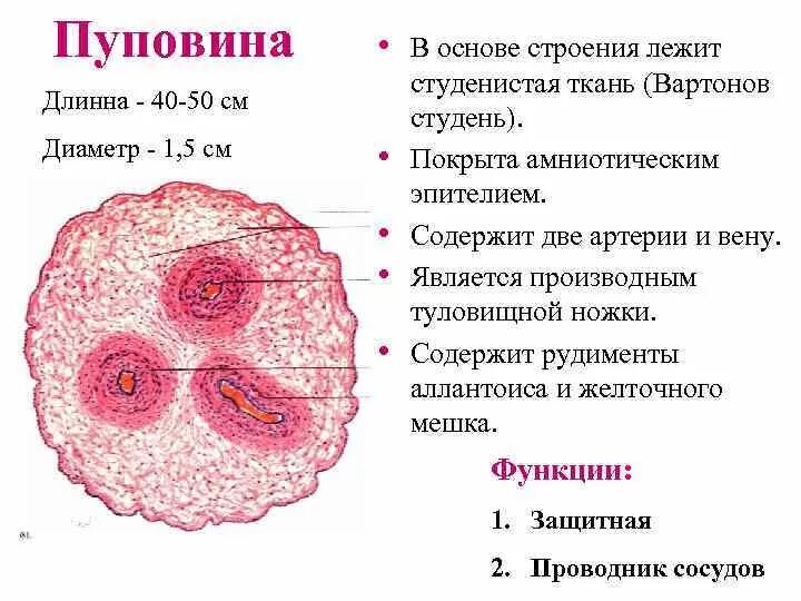 Строение пупочного канатика гистология. Структура пуповины гистология. Пупочный канатик строение. Структуры входящие в пупочный канатик.