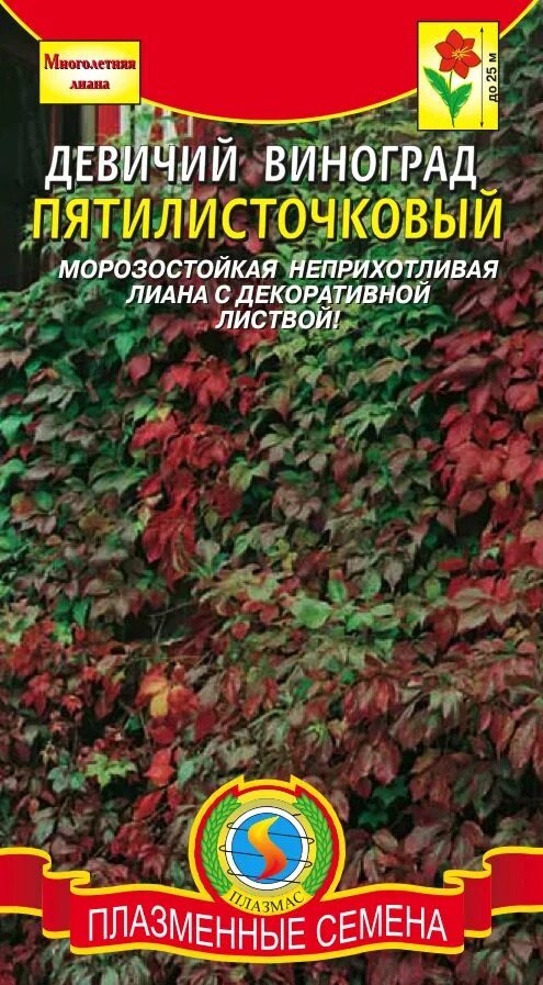 Девичий виноград всходы. Девичий виноград из семян. Девичий виноград йеллоу. Девичий виноград из семян. Всходы винограда из семян.