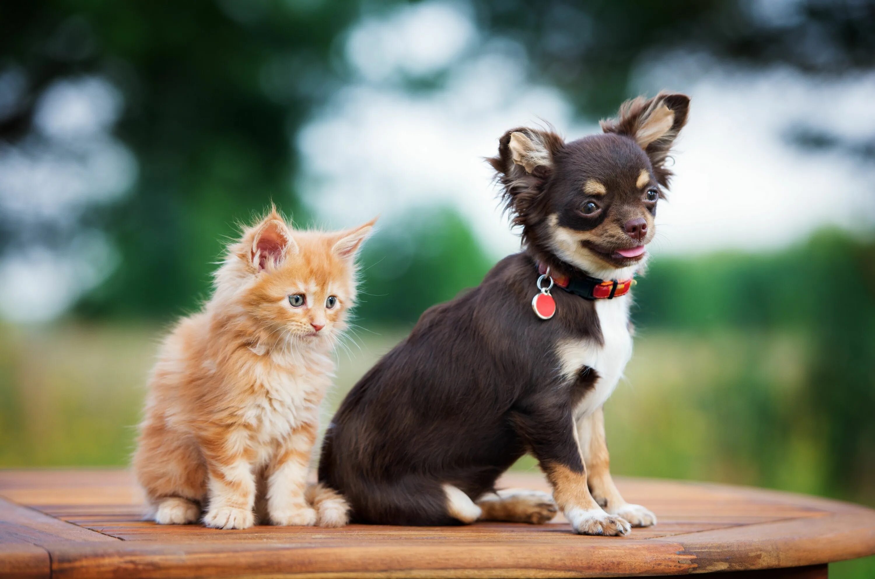 Dog and cat playing. Чихуахуа. Собачки и кошечки. Милые собачки и кошечки. Кошки и собаки маленькие.