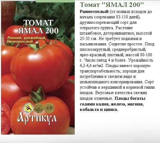 Томат ямал характеристика и описание сорта. Томат ямал характеристика отзывы. Помидоры ямал 200. Томат ямал характеристика и описание сорта. Ямал томат описание.