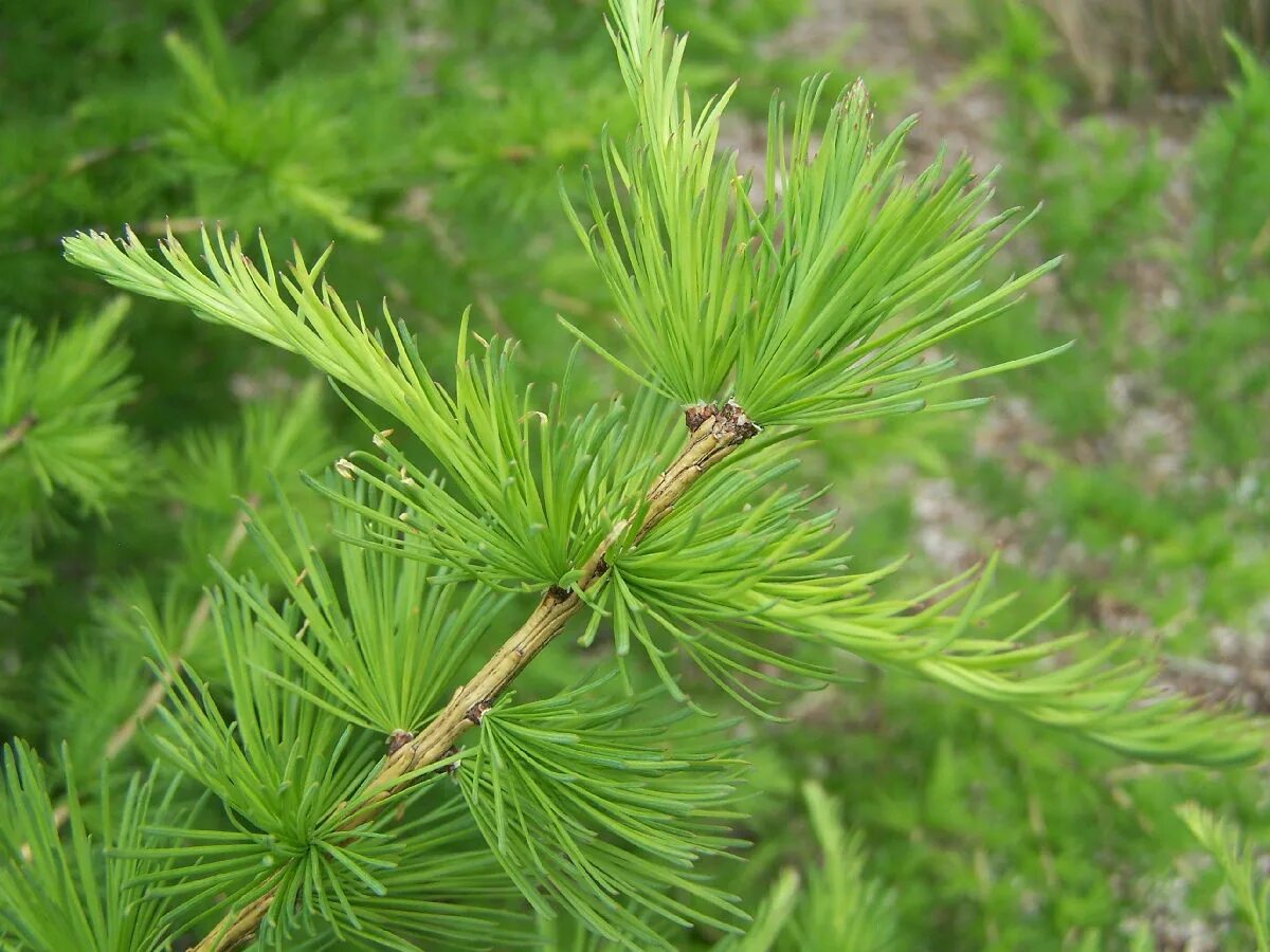 Какого цвета лиственница. Лиственница сибирская larix sibirica. лиственница сибирская lárix sibírica. лиственница европейская хвоинки. дерево лиственница с хвоинкой.