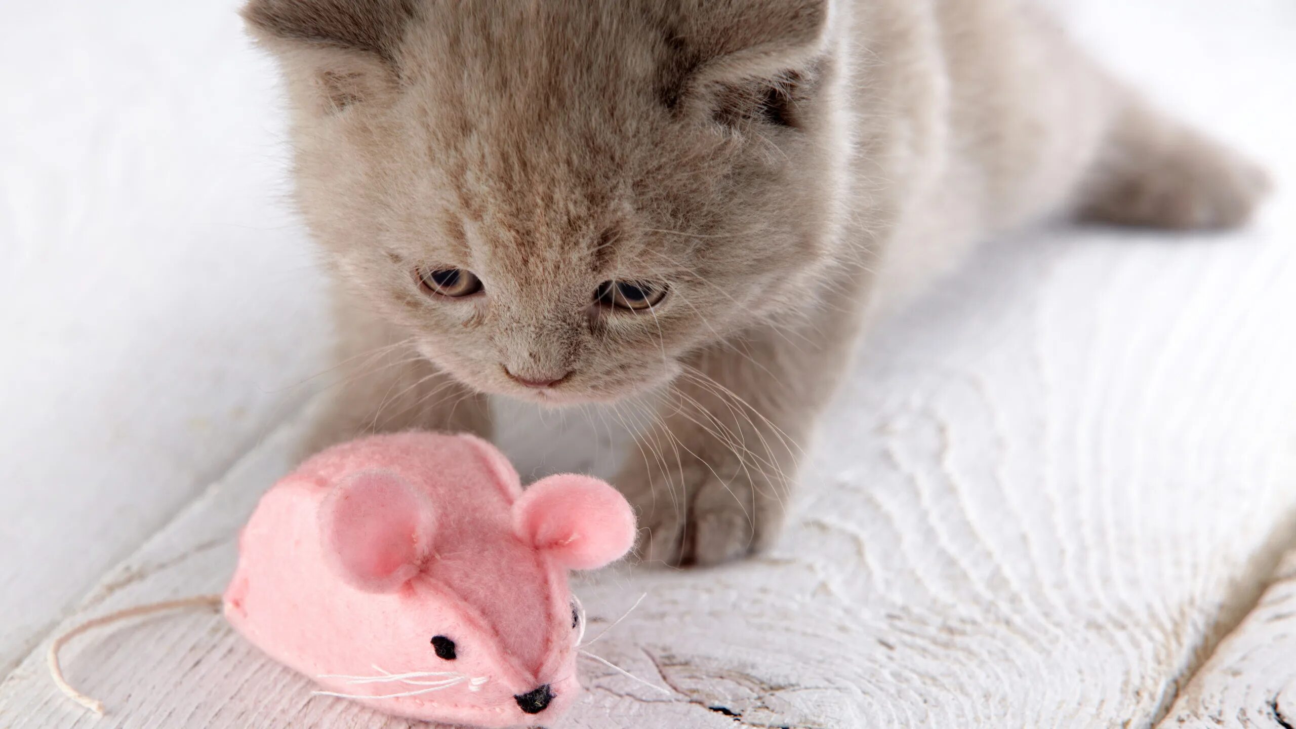 Какие нибудь кошечки. Милые кошечки. нежные котята. котята милашки. милые коты.