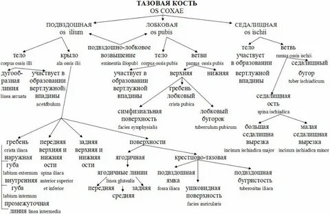 Сделайте анализ терминов по тэ osteologia pathologia