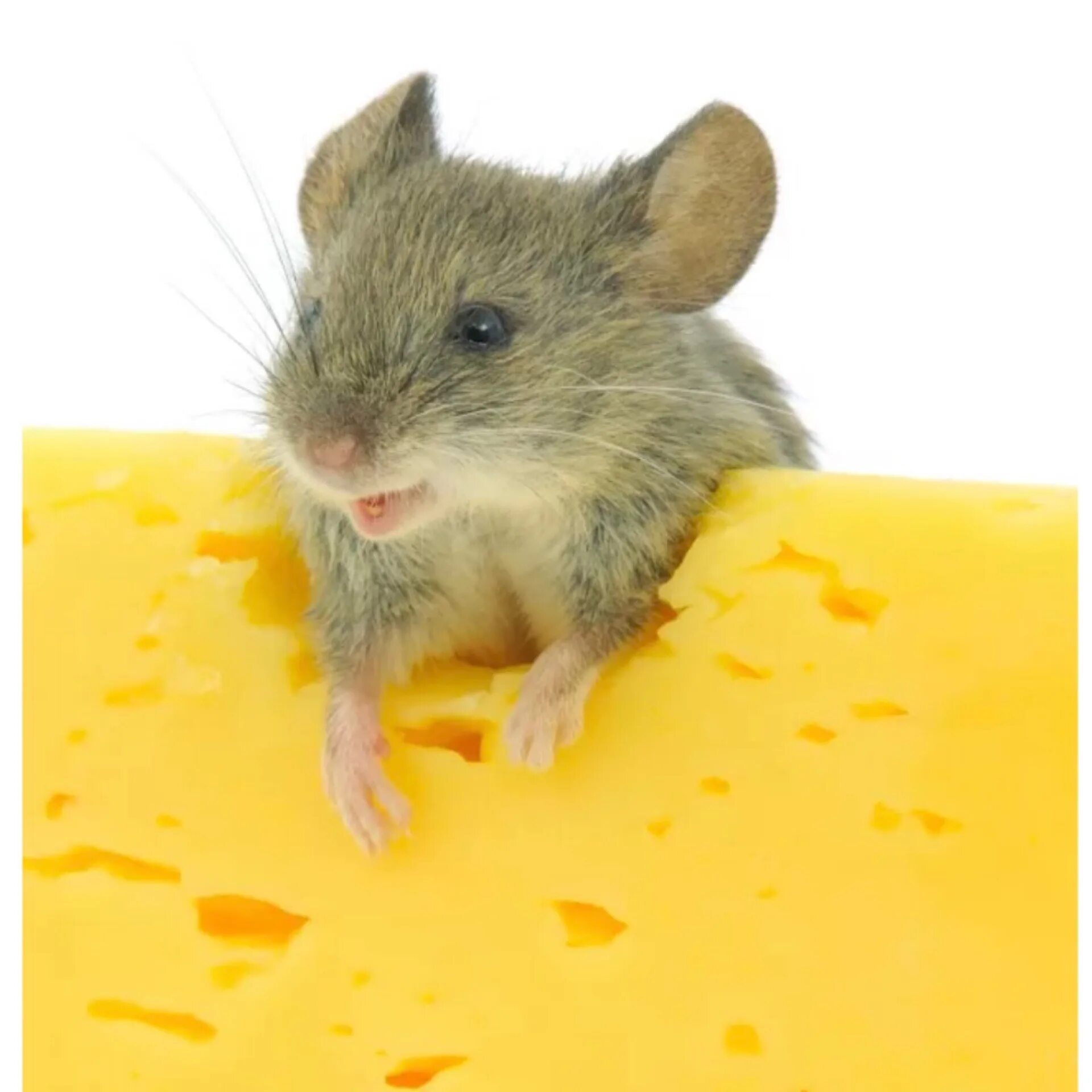 Мышь с сыром. Мышонок с сыром. Сыоеая мышь. Мышь кушает сыр. Про мышей и сыр