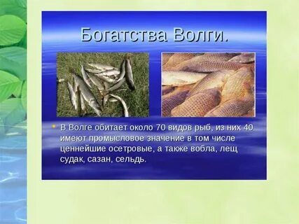 Сколько рыбы в волге