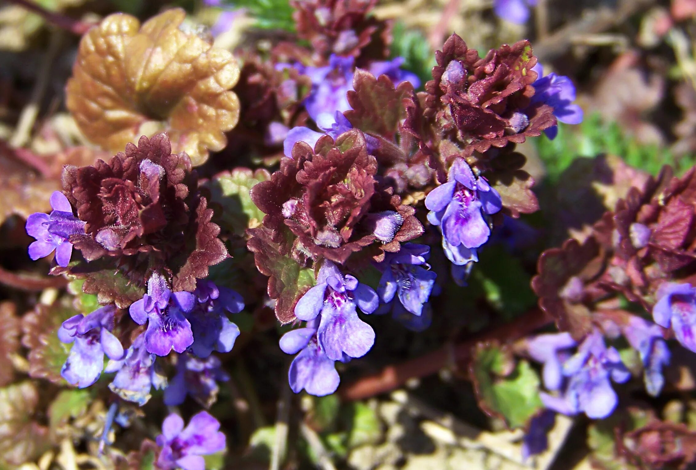 Будра плющелистная. Glechoma hederacea. Будра. Будра плющевидная. Собачья мята будра плющевидная.