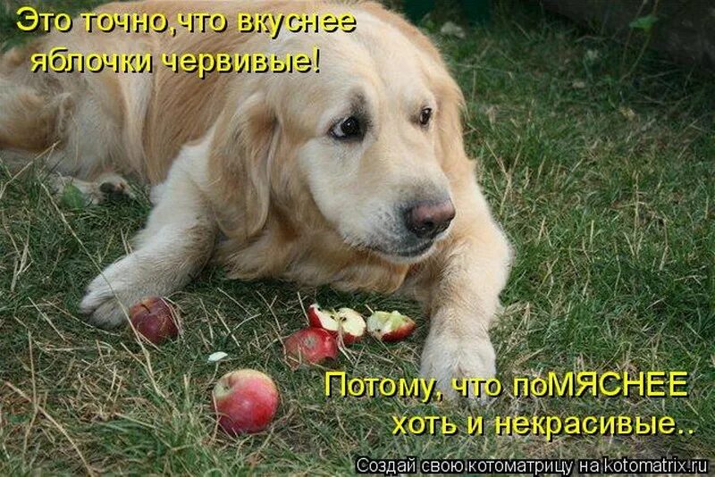Яблочко хочешь