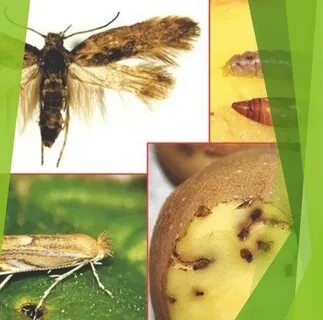 Как бороться с картофельной молью