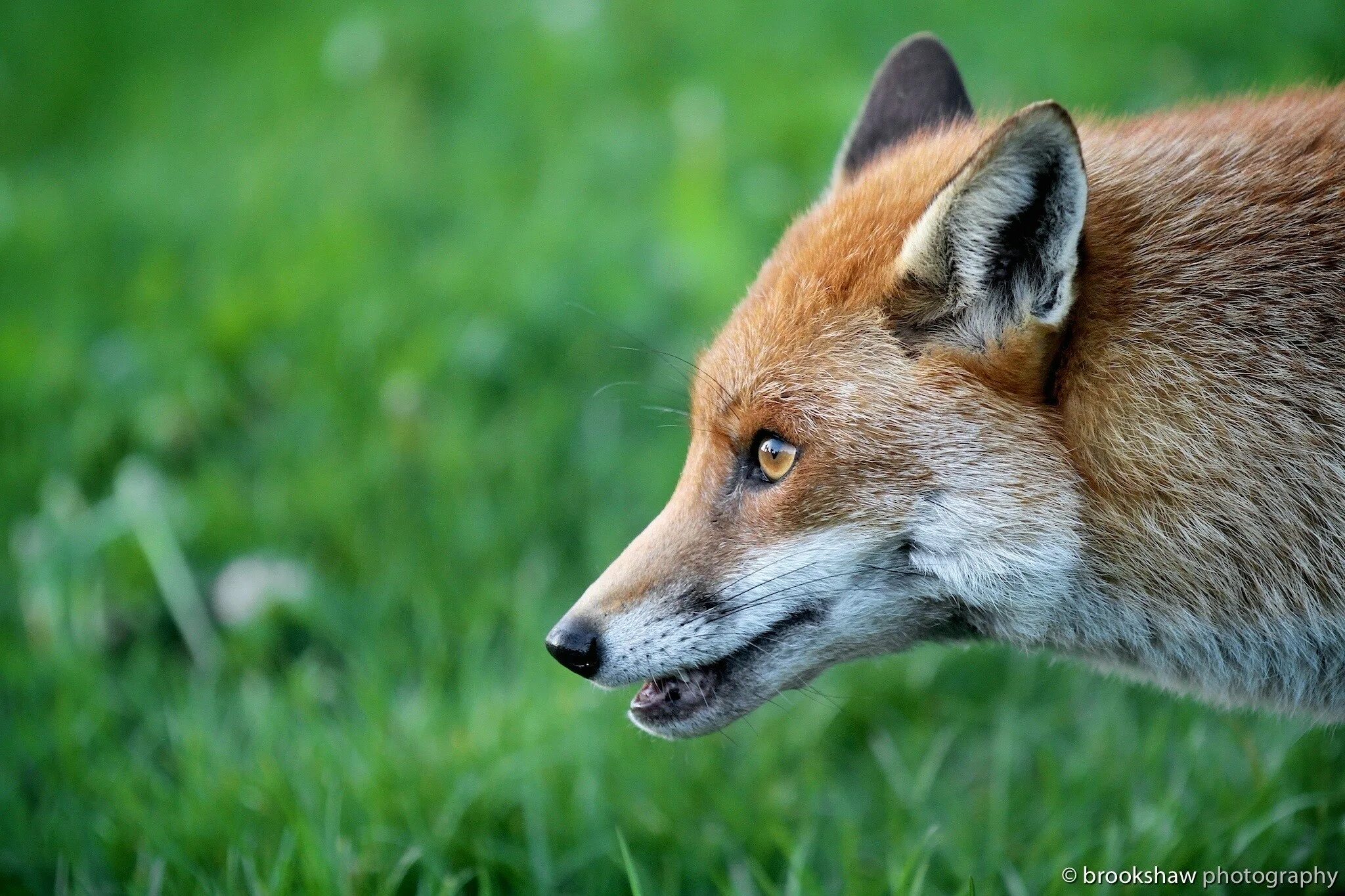 Very fox