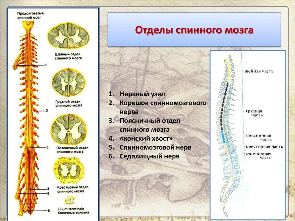 Тест по биологии головной и спинной мозг. Отделы спинного мозга. Конский хвост спинного мозга. Грудной отдел спинного мозга. Шейный отдел спинного мозга.