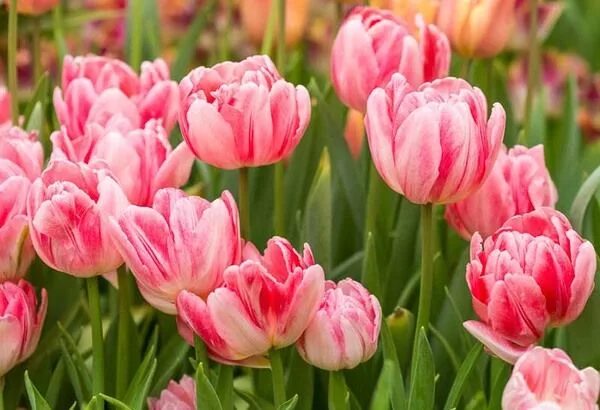 Foxtrot тюльпан фото и описание Тюльпан Фокстрот Микс (Tulipa Foxtrot Mix) купить луковицы в Москве по низкой це