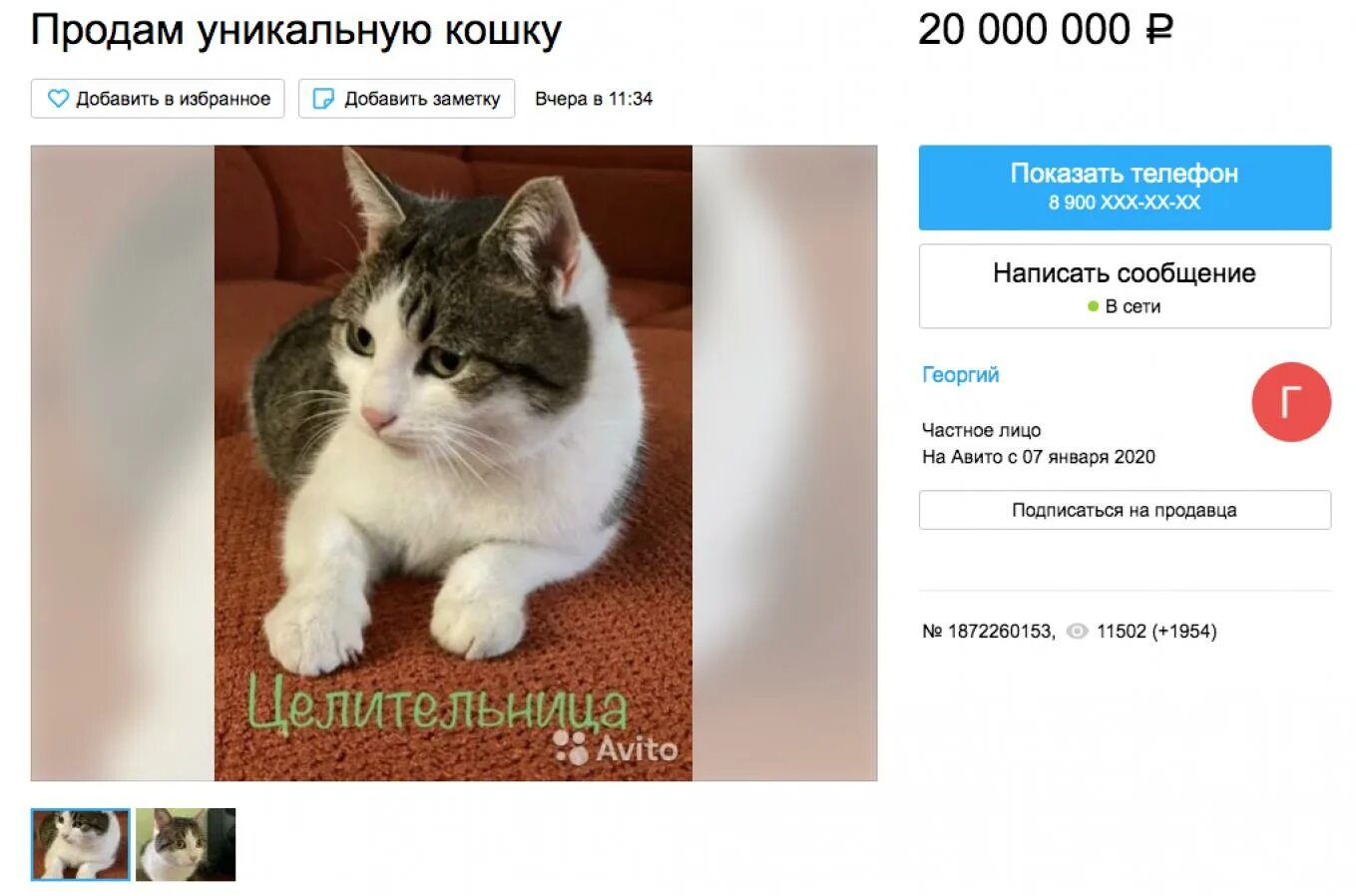 Объявление о продаже кошки. Продажа кошек. Продаются кошки. Коты за 1000000 рублей. Продается кошка отзывы