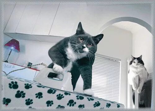 Вещи моего кота. Кот стирает. чистый четверг котики. гладить кота.