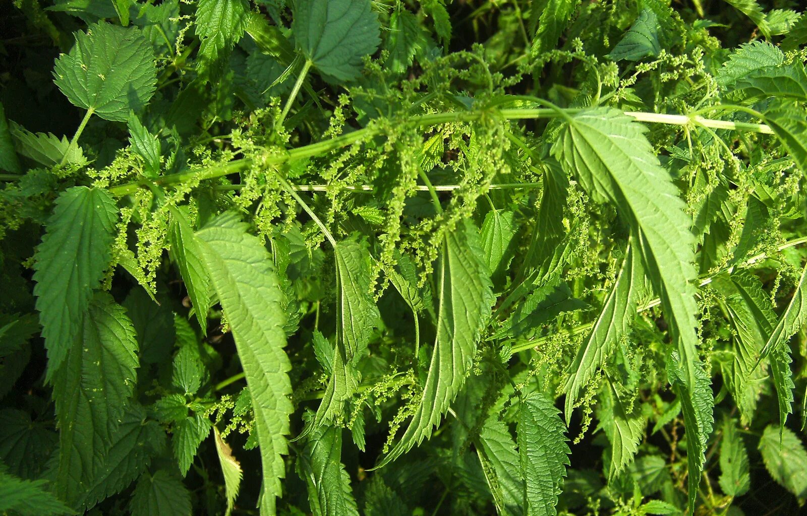 Крапива двудомная. Крапива коноплевая (Urtica cannabina).. Крапива двудомная (Urtica dioica). Крапива двудомная цветение. Крапива мужская