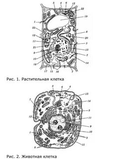 Животная клетка егэ
