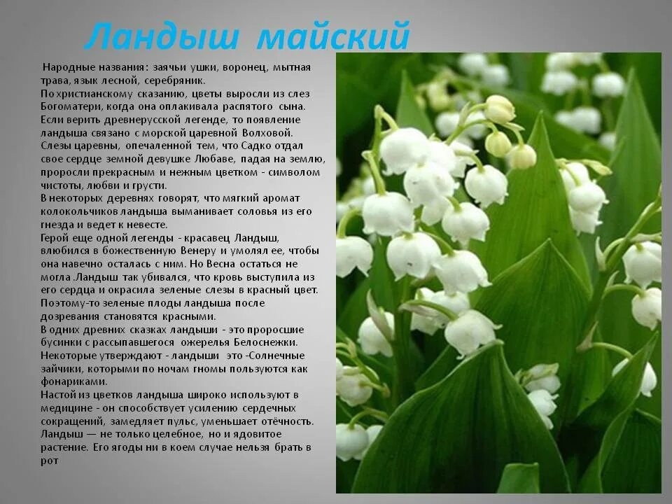 Какая информация вынесена в легенду