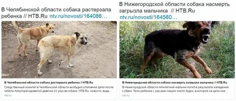Как понять что собака умирает