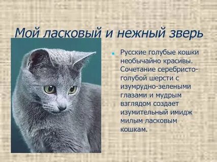 Описание русской кошки