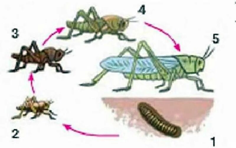 Какое развитие у саранчи. Цикл развития саранчи. Цикл развития саранчи схема. Охарактеризуйте цикл развития саранчи. Цикл развития саранчи с неполным превращением.