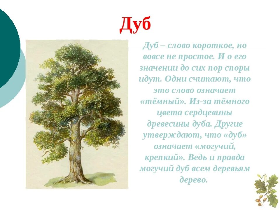 Как написать слово деревья. Дуб описание 2 класс. Рассказ о дубе. Доклад о дереве. Сообщение о дереве дуб.