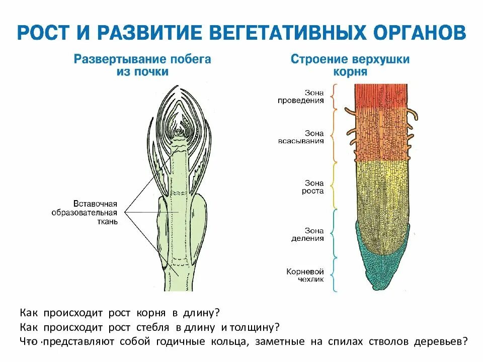 Какая зона корня обеспечивает поглощение воды. Рост корня в длину обеспечивает. Зоны роста стебля. Рост и развитие вегетативных органов. Зоны роста корня растения.