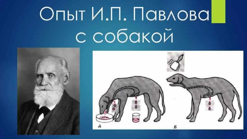 Эксперимент павлово. Иван петрович павлов собака. иван петрович павлов опыты. павлов иван петрович эксперименты. иван петрович павлов эксперимент с собакой.