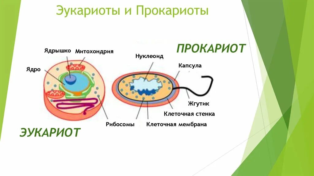 Строение прокариот и эукариот рисунок. Строение прокариот и эукариот. Строение клетки прокариот и эукариот. Строение клетки бактерий и эукариот. Группы организмов прокариот