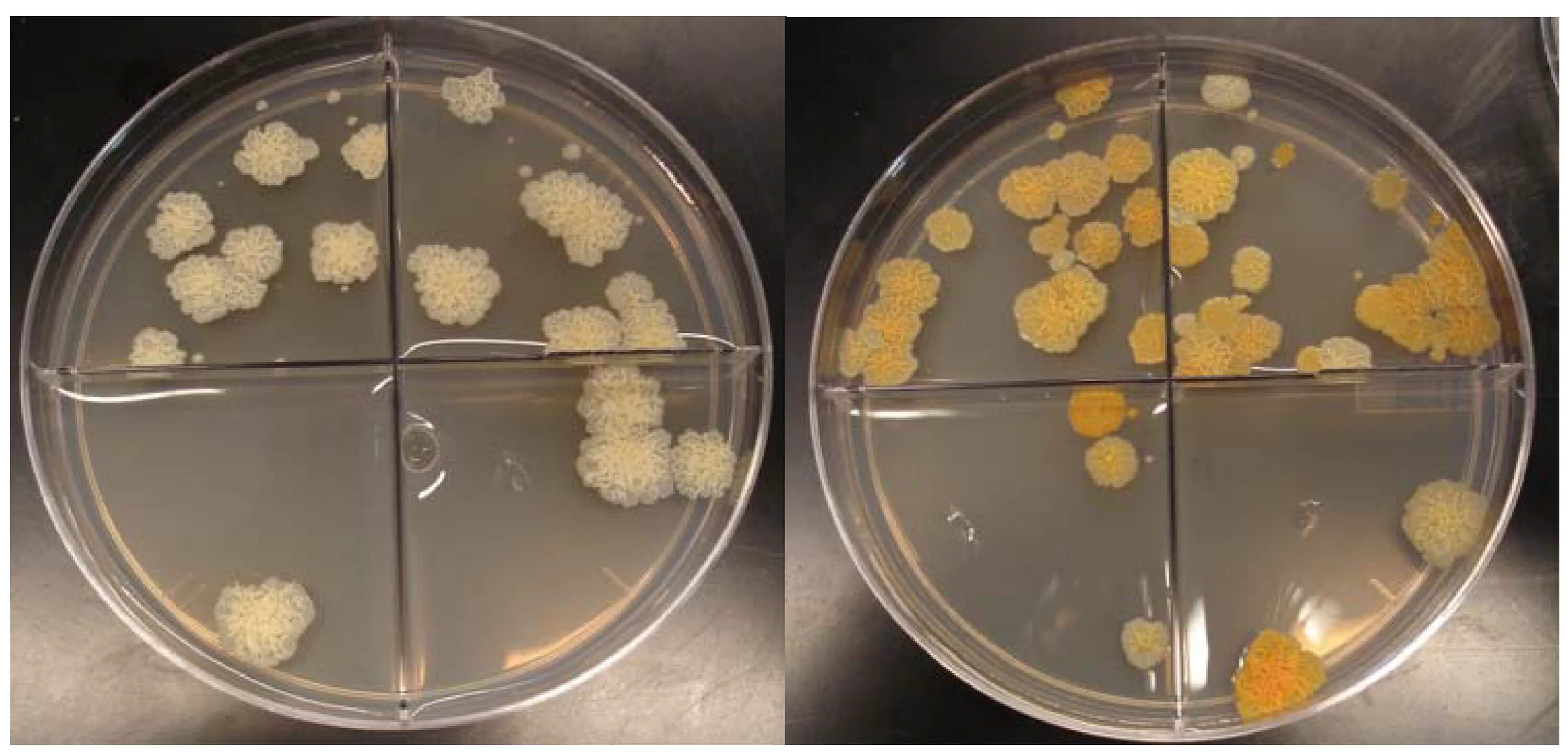 Mycobacterium tuberculosis на чашке Петри. Mycobacterium на чашке Петри. Микобактерии туберкулеза в чашке Петри. Mycobacterium tuberculosis колонии.