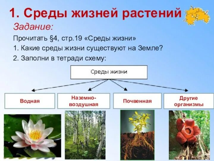 Среда обитания растений. Среды жизни растений. Растения по среде обитания. Условия среды обитания растений.