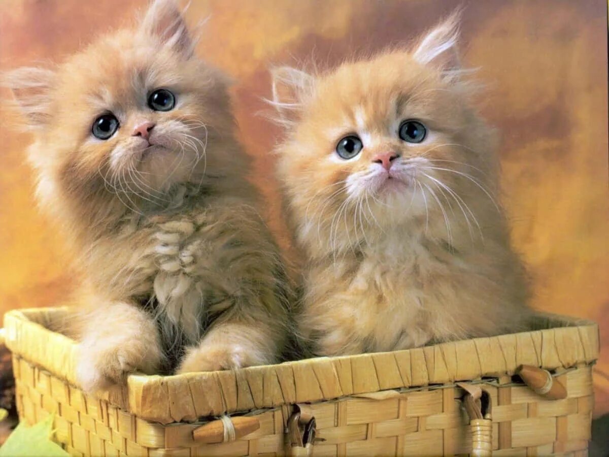 Красивые котята. Милые котики. Милые зверюшки.. Смешные котята