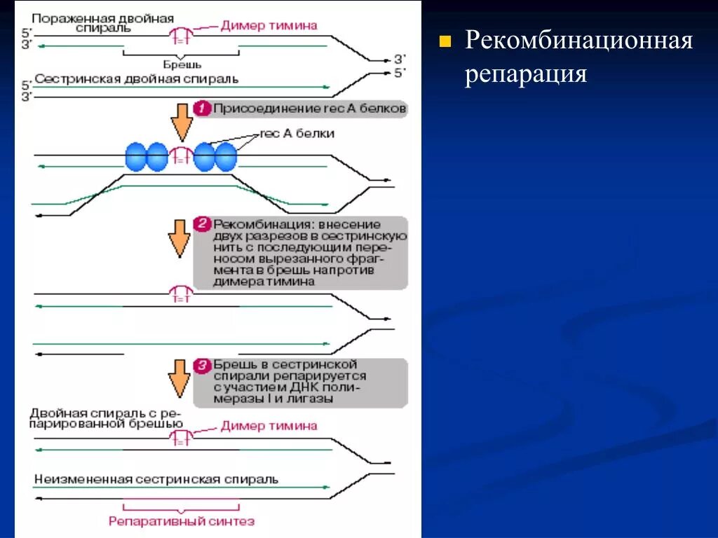 Гомологичная рекомбинация механизм. Механизм пострепликативной репарации. Локализация процесса репарации. Рекомбинационная репарация. Рекомбинационная репарация днк.