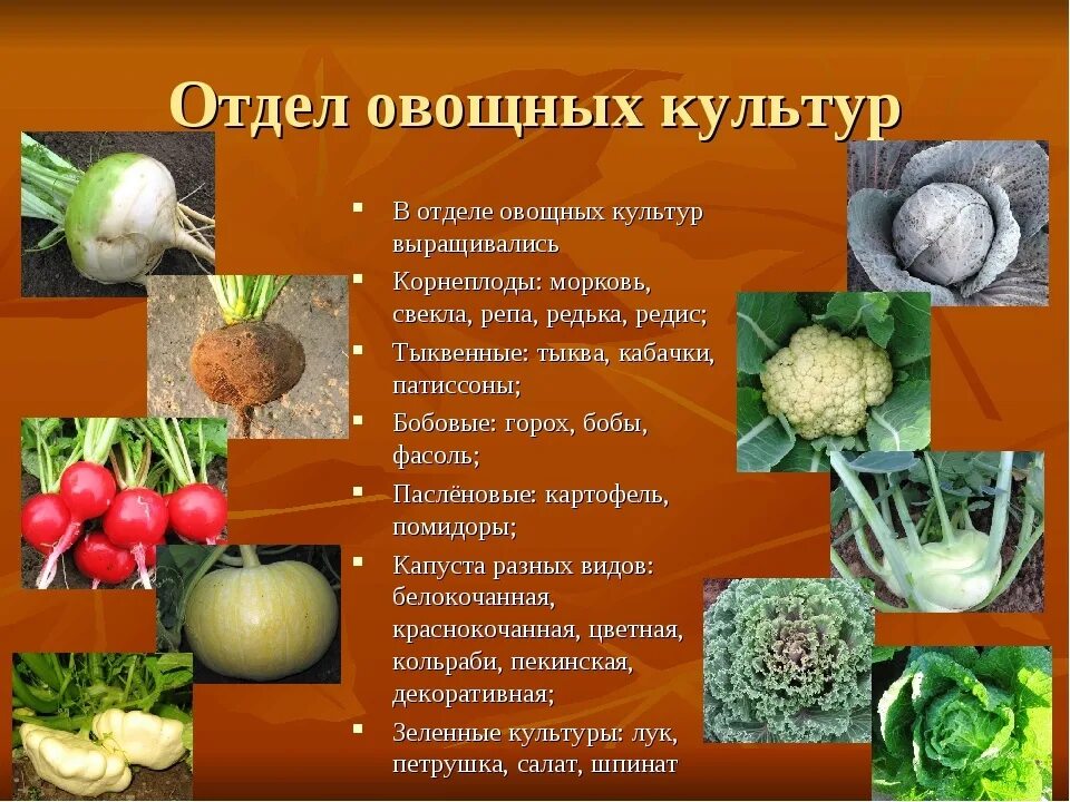 Выберите из списка культурные растения. Овощные культуры. Культурные растения овощи. Название овощных культур. Культурные овощные культуры.