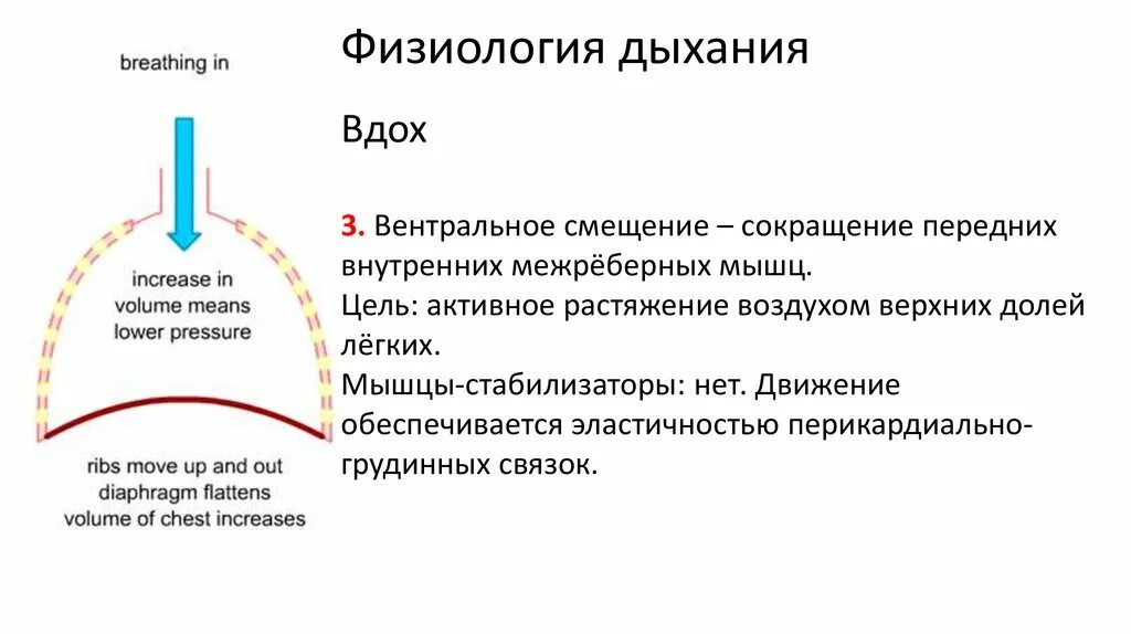 Функция выдоха