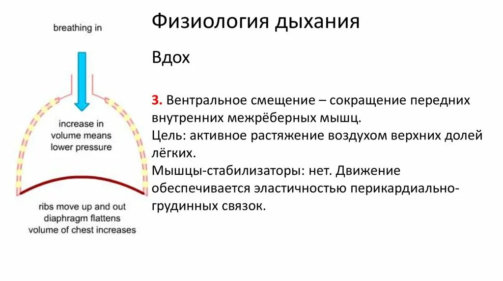 Движение функции дыхания. Физиология дыхания вдох. Физиология дыхательных путей. Регуляция просвета дыхательных путей физиология. Физиология дыхательных путей физиология.