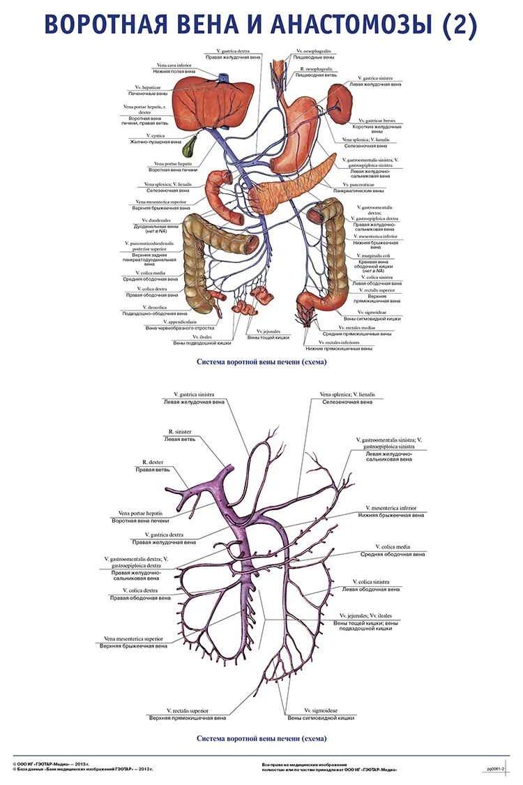 Правая воротная вена. Система воротной вены печени анатомия. Воротная Вена печени анатомия. Воротная Вена анатомия схема. Конфлюэнс воротной вены.