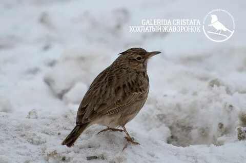 Зимний жаворонок