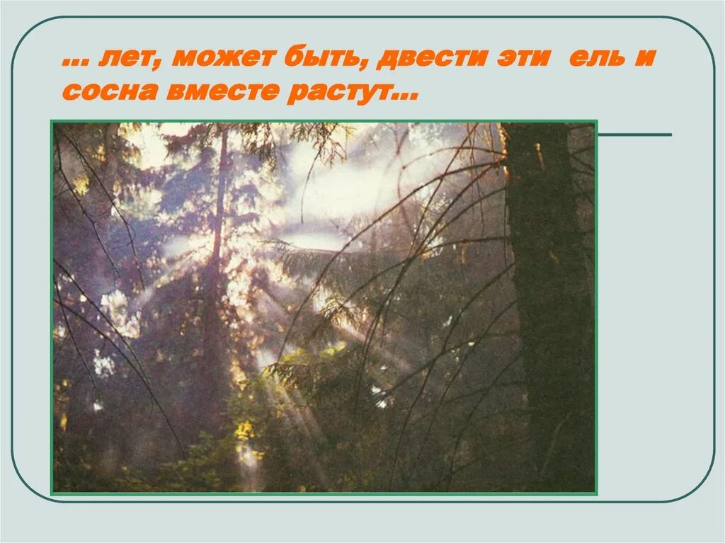 Притча о сосне и ели