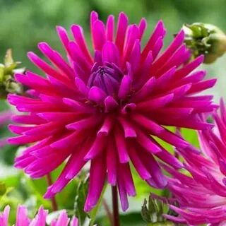 Георгина кактусовая Purple Gem (Пурпл Джем)  Причудливые цветы фио...