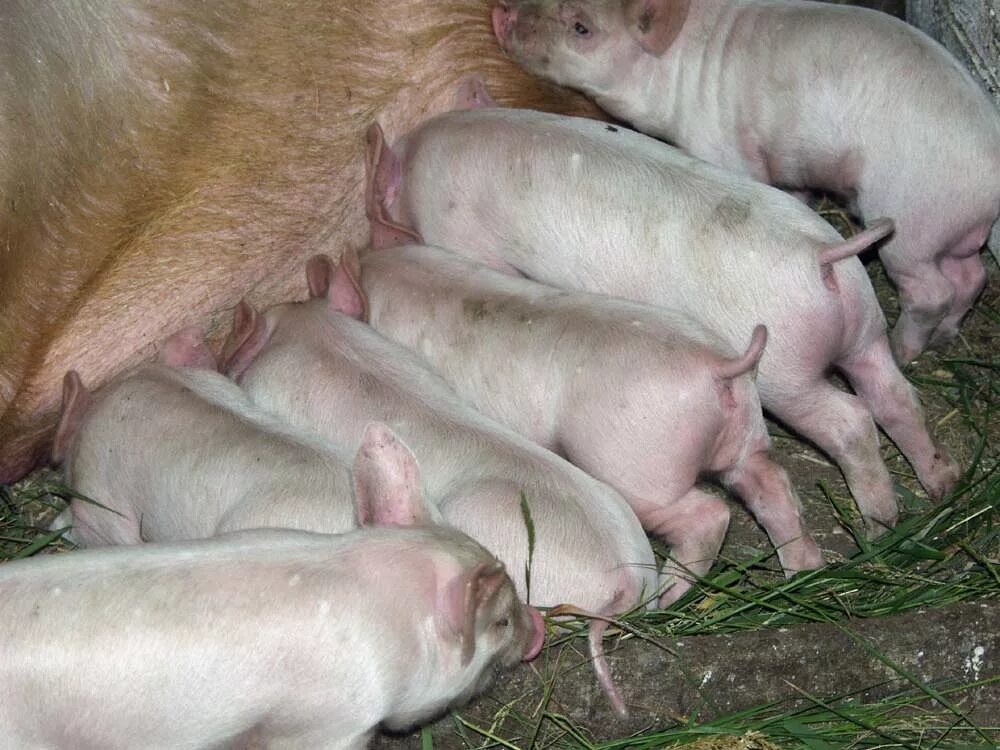 племенные свинки. хряк дюрок. купить племенных поросят верхняя хава. хряк производитель. племенная свиноматка.