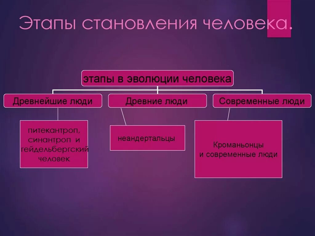 Какие стадии выделяют в процессе становления человека