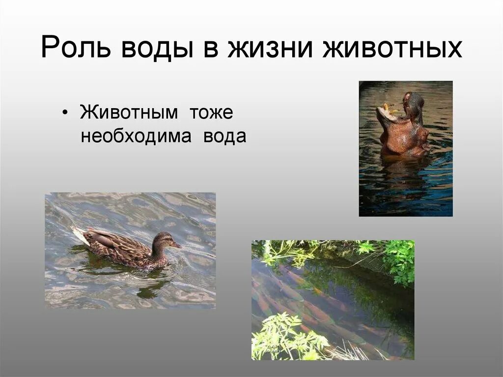 Роль воды в воздухе. Вода в жизни животных. Роль воды для животных. Вода и воздух в жизни животных. Значение воды для животных.